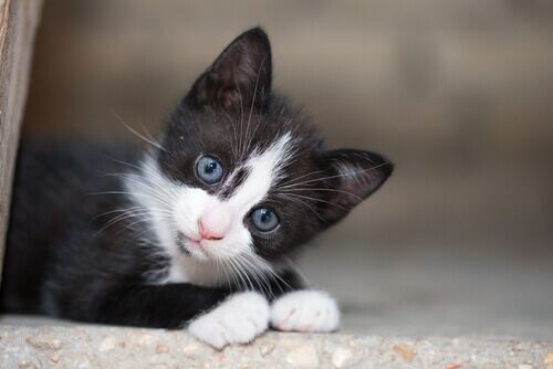 gattino bianco e nero