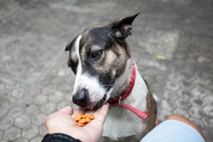 Come avviene la digestione nei cani?