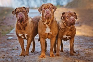 Il Dogue de Bordeaux: una razza meravigliosa