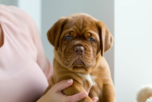 cucciolo di Dogue de Bordeaux