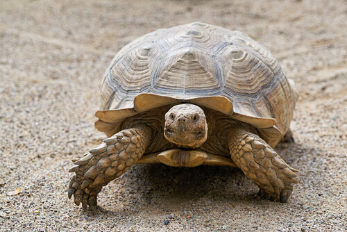 Come calcolare l'età di una tartaruga?