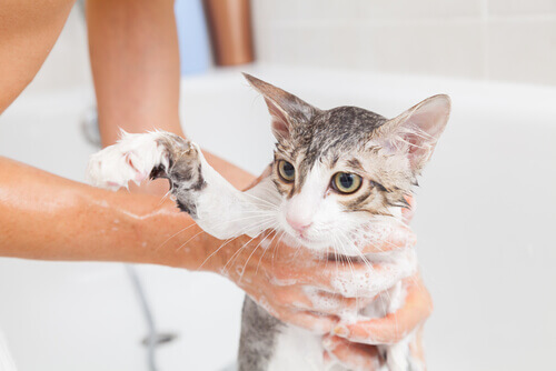 In che modo fare il bagno ad un gatto?