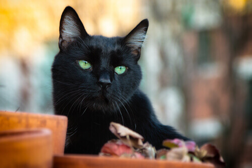I gatti neri portano davvero sfortuna?