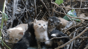 Progetto CES: tutto quel che c'è da sapere