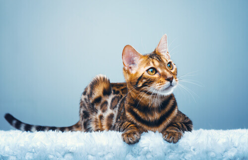 Gatto del Bengala, un leopardo in miniatura in casa