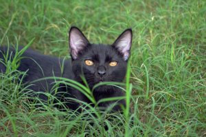 Gatto Bombay, una pantera in casa