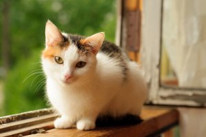 Gatto calico: scoprite alcune curiosità
