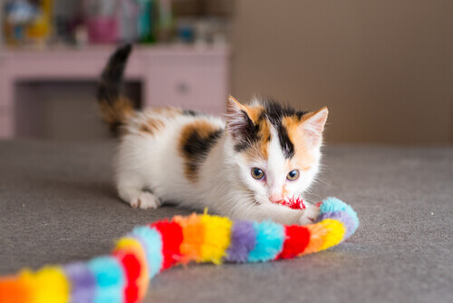 gatto calico gioca con sciarpa colorata