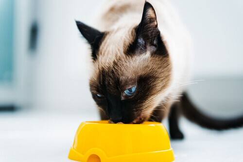 gatto che mangia da una ciotola gialla