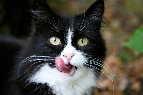 gatto bianco e nero con la lingua in fuori