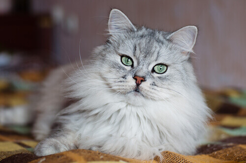 gatto grigio e bianco con occhi verdi seduto su coperta