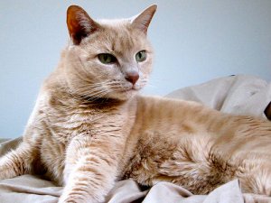 Perché devo sterilizzare il mio gatto?