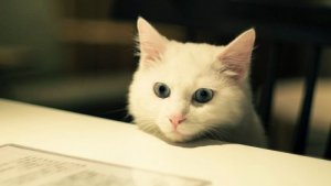 Animali adatti a vivere in appartamento