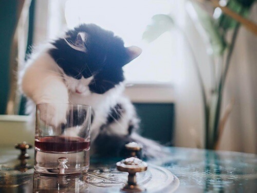 Gatto gioca con bicchiere di vino