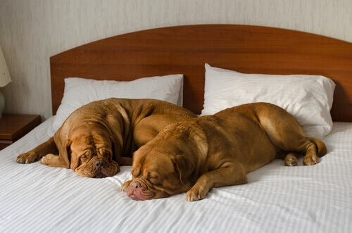 Come scegliere un buon hotel per cani?