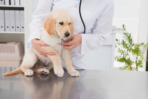 Come scegliere il veterinario adatto al vostro animale