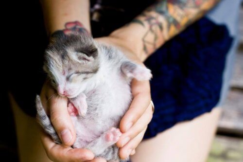 Kitten Lady con gattino fra le mani