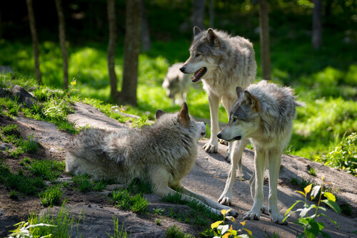 branco di lupi nella foresta 