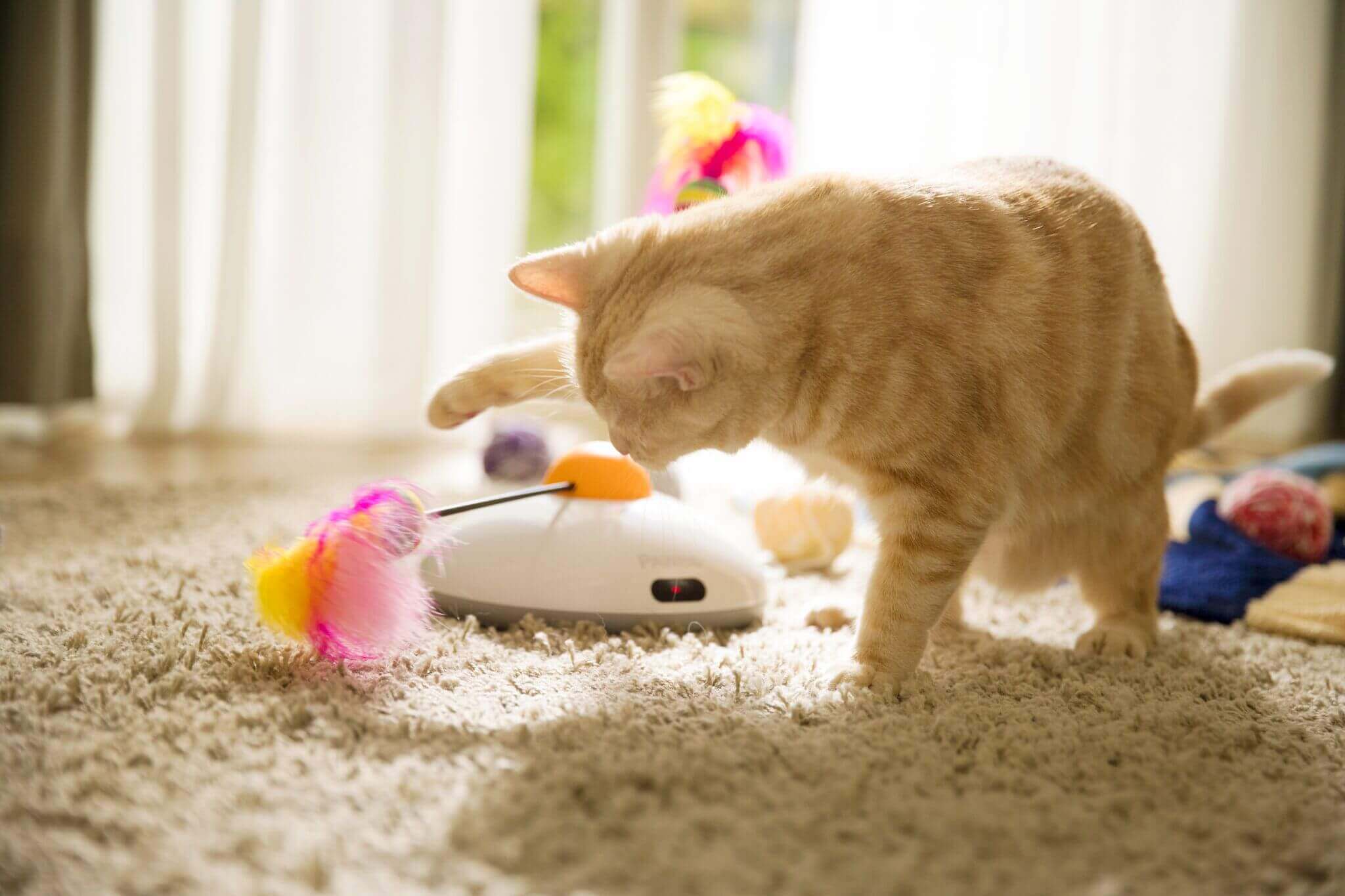 gatto gioca con oggetti e piume 