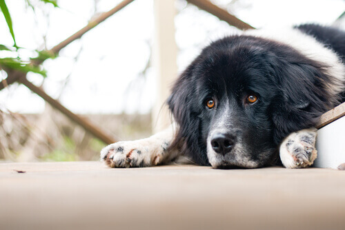 I cani possono soffrire di problemi emotivi?