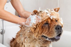 Si possono usare i prodotti da bagno delle persone sugli animali?