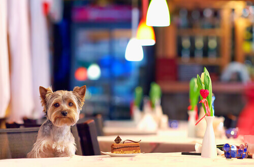 cane al tavolo di un ristorante