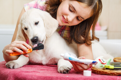 bambina lava denti al cane per preservare la sua igiene orale
