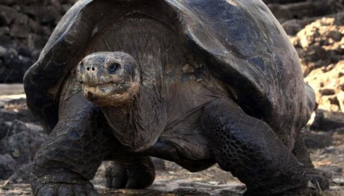 tartaruga delle Galápagos