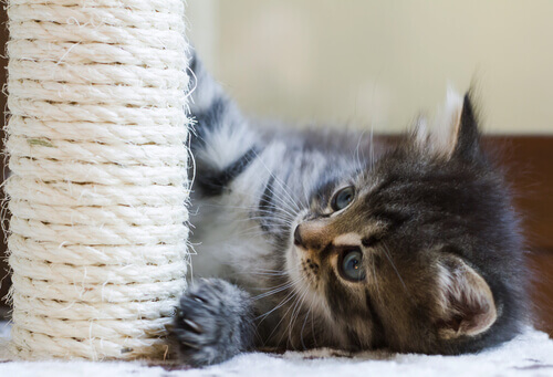 Tiragraffi per gatti: come insegnargli a usarlo