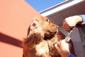 Come scegliere un salone di toelettatura per cani