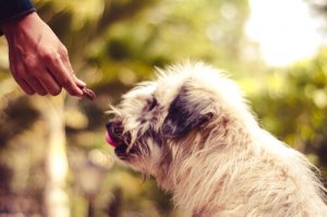 10 consigli per evitare il furto di cani