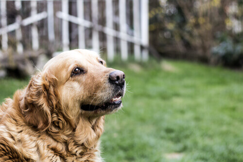 Golden retriever anziano in giardino