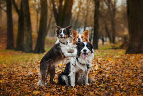 3 Border Collie in mezzo alle foglie