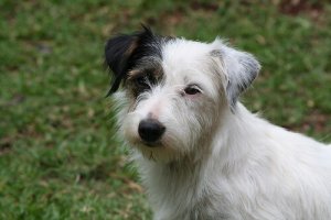 5 segnali di calma più comuni nei cani