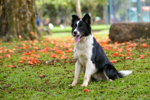 Border Collie, il cane più intelligente del mondo