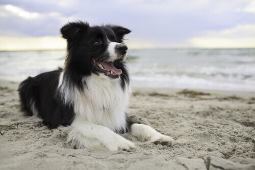 Border Collie seduto in spiaggia