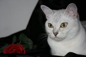 Burmilla, un gatto fedele come un cane