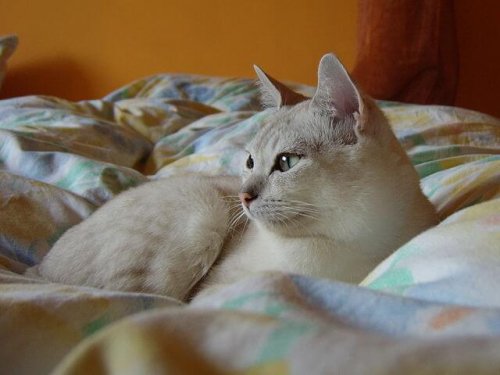 gatto Burmilla seduto sul letto