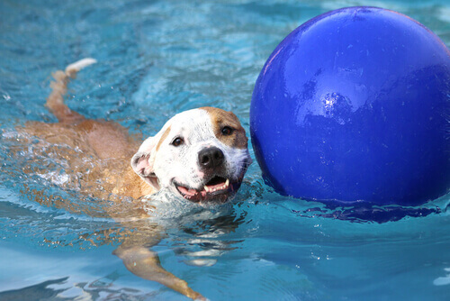 cane che nuota con pallone blu