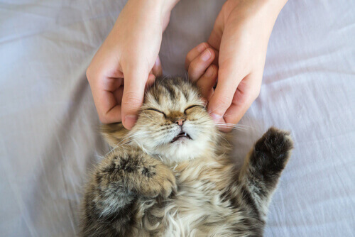 Come fare massaggi al gatto in modo corretto