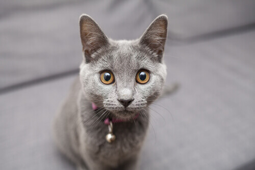 gatto grigio