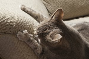 Il vostro gatto graffia tutto? Ecco cosa fare