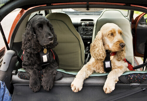 Cinture di sicurezza per cani: più tranquilli in auto