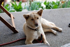 Intossicazione animale, come intervenire su cani e gatti