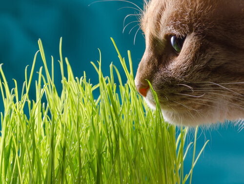 gatto che annusa erba gatta