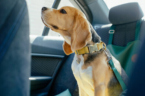 beagle con cinture di sicurezza