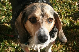 È vero che i cani sono in grado di fiutare la paura?