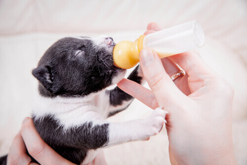 cucciolo beve latte dal biberon