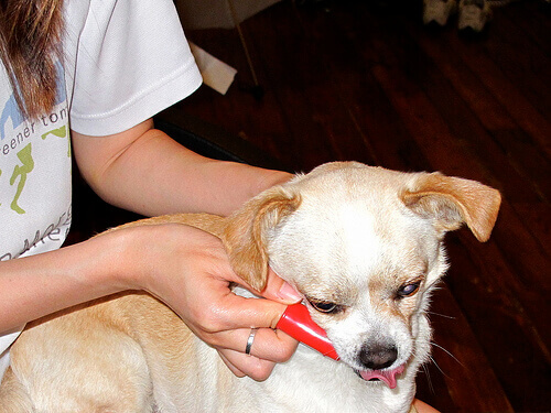 Come rimuovere il tartaro dai denti del vostro cane