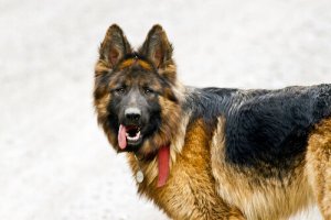 Cosa fare se il vostro cane ha le convulsioni?